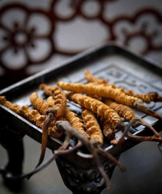 Cordyceps